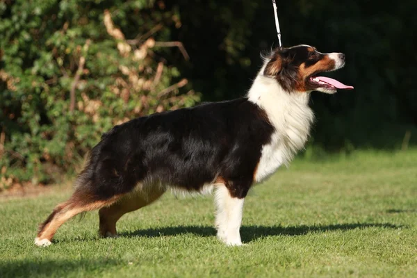 Australischer Schäferhund — Stockfoto