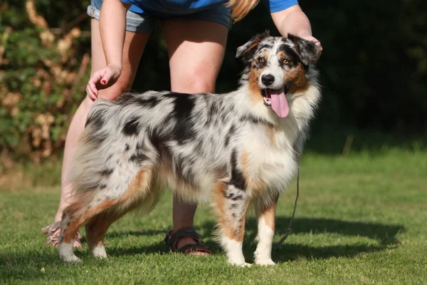 Australian Shepherd — Stock Photo, Image