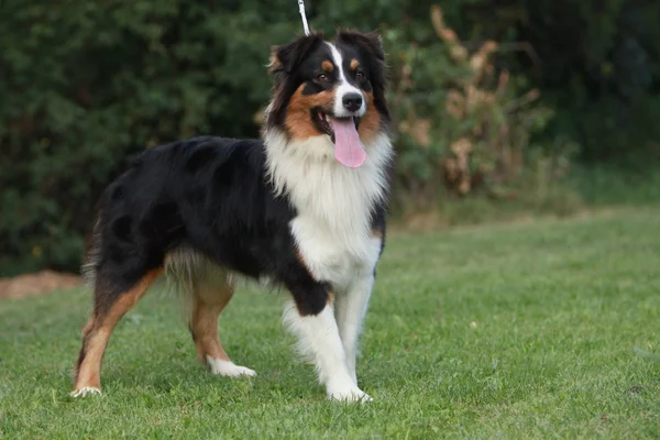 Avustralyalı çoban