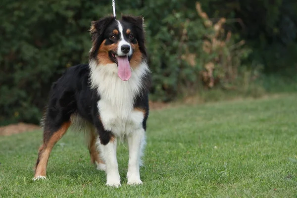 Australian shepherd — Stockfoto