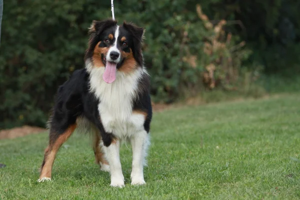 Avustralyalı çoban