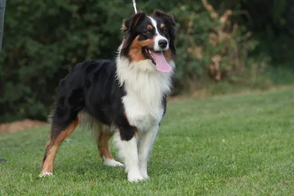 Australian shepherd — Stockfoto