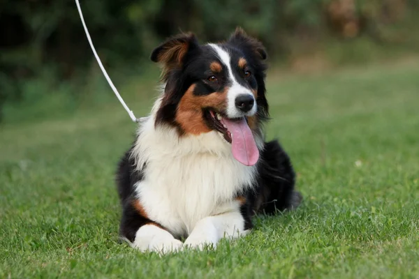 Avustralyalı çoban