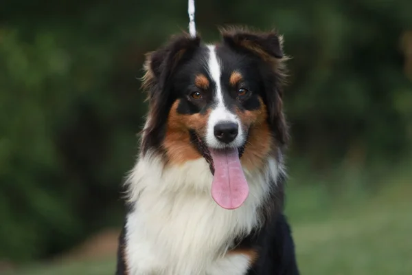 Australian shepherd — Stockfoto