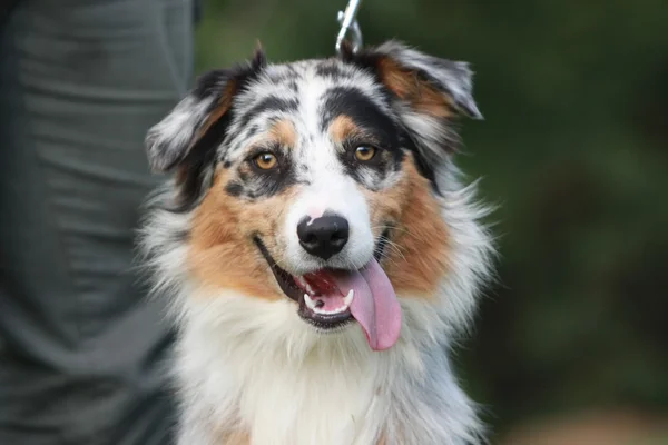 Australian shepherd porträtt — Stockfoto