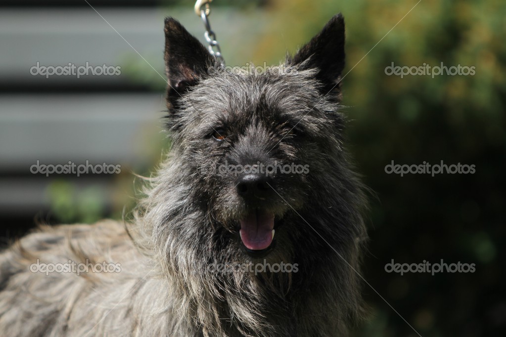 Bouvier des Ardennes — Stock Photo © #37678711