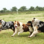 stock-photo-australian-shepherd-running