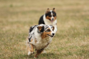 çalışan Avustralyalı çoban