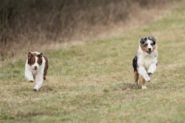 çalışan Avustralyalı çoban