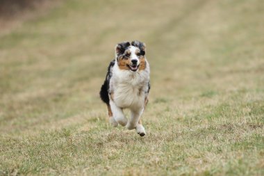 çalışan Avustralyalı çoban