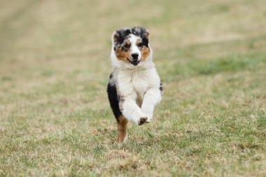 çalışan Avustralyalı çoban