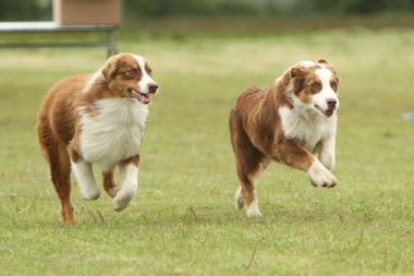 çalışan Avustralyalı çoban