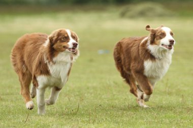 çalışan Avustralyalı çoban