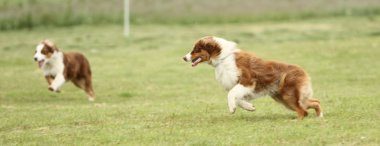 çalışan Avustralyalı çoban