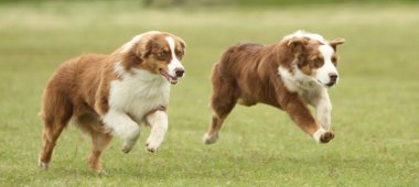 çalışan Avustralyalı çoban