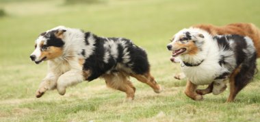 çalışan Avustralyalı çoban