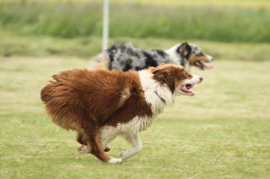 çalışan Avustralyalı çoban