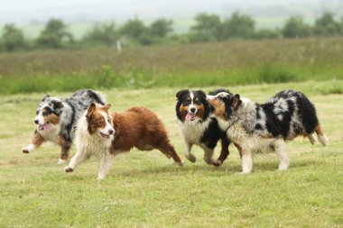 çalışan Avustralyalı çoban