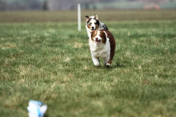 Australske Shepherd kører - Stock-foto