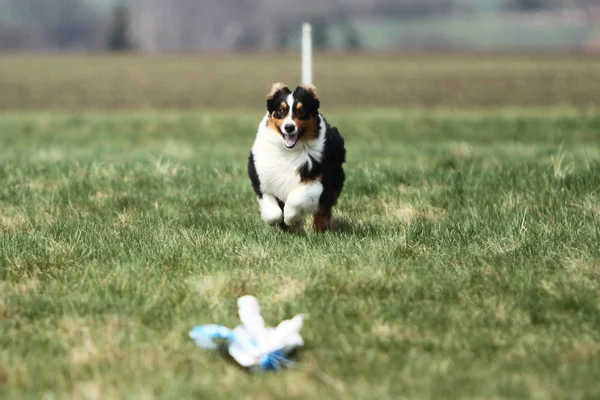 Australske Shepherd kører - Stock-foto