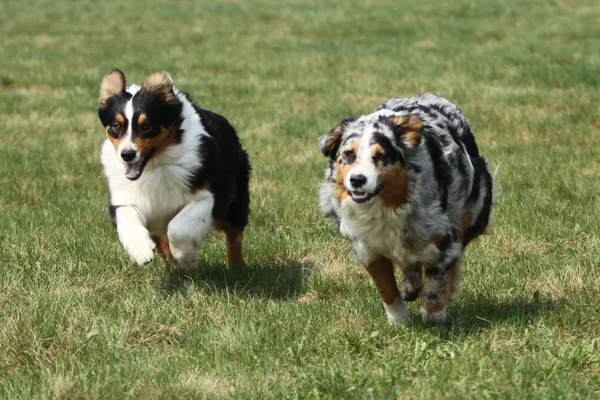 澳大利亚牧羊犬运行 — 图库照片