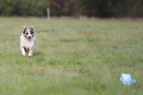 Australische herder uitgevoerd — Stockfoto