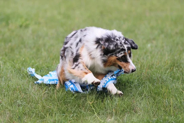 Australische herder uitgevoerd — Stockfoto