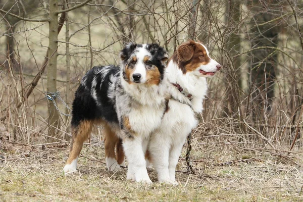 Avustralyalı çoban