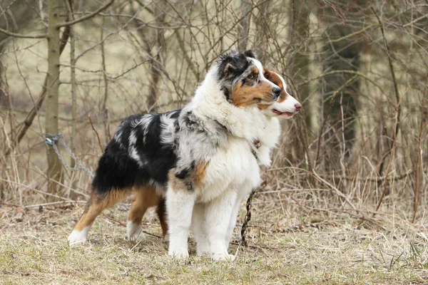 Australischer Schäferhund — Stockfoto