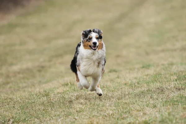 Australian Shepherd running — Stock Photo, Image