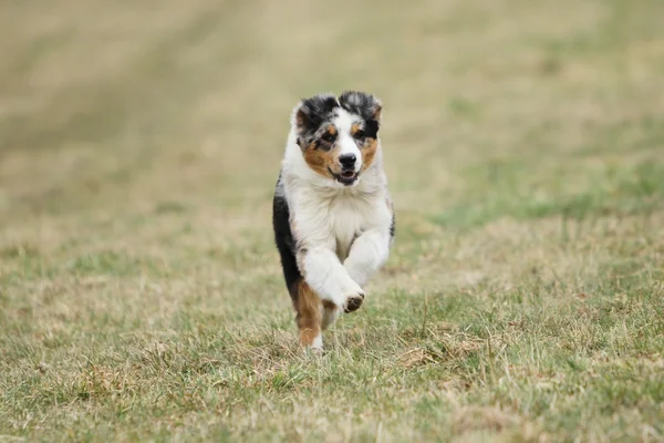 çalışan Avustralyalı çoban