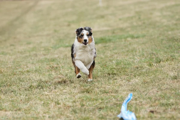 澳大利亚牧羊犬运行 — 图库照片