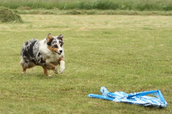 çalışan Avustralyalı çoban
