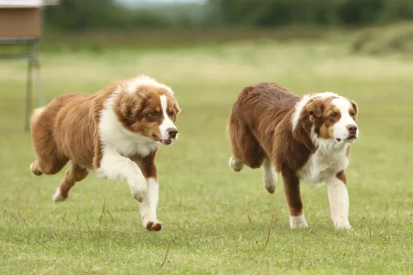 Australischer Schäferhund läuft — Stockfoto