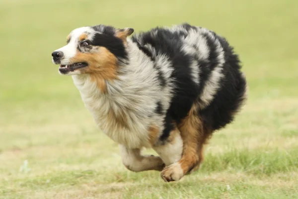 Pastor australiano corriendo — Foto de Stock