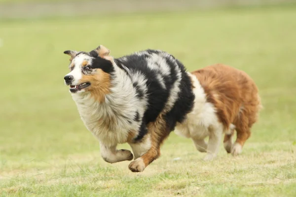 çalışan Avustralyalı çoban