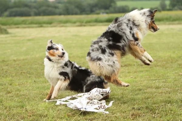 Australian Shepherd running — Stock Photo, Image