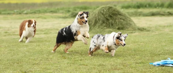 Australian Shepherd running — Stock Photo, Image