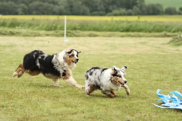 çalışan Avustralyalı çoban
