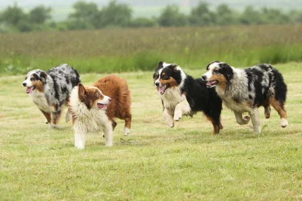 çalışan Avustralyalı çoban