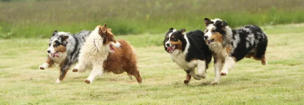 Australian Shepherd running — Stock Photo, Image