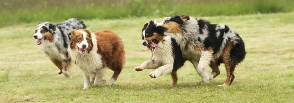 Australische herder uitgevoerd — Stockfoto