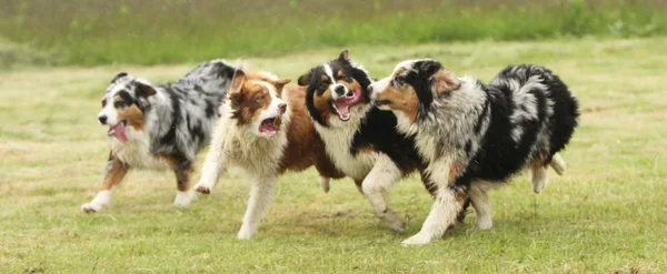 çalışan Avustralyalı çoban