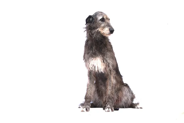 Irish Wolfhound — Stock Photo, Image