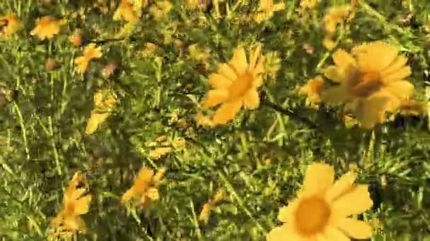 Fleurs jaunes marguerites prés des champs — Video