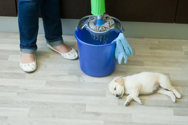 bir köpek yavrusu yakınındaki paspas sıkma kadın ayakları