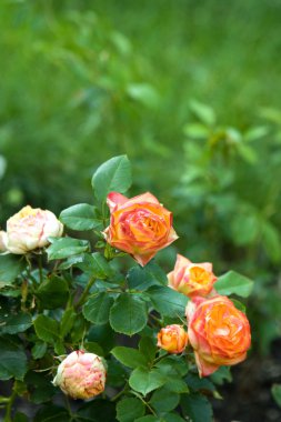 Bush yaz bahçesinde güzel güller