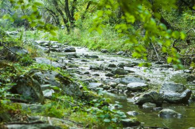 kayalar Dağları'nda dar orman Nehri