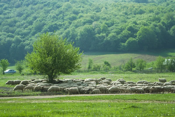 Letní pole se stádem ovcí — Stock fotografie