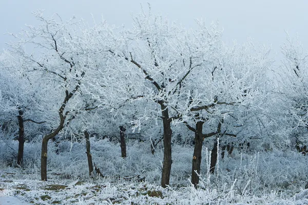 Snöiga träd i vinterskogen — Stockfoto